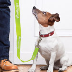 Dog Leads & Pet Items